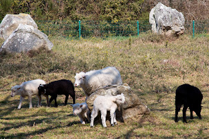 Photo n°30 de MENHIRS TOUR EN PETIT TRAIN - TRAINS TOURISTIQUES LE BAYON CARNAC à Carnac (Agence de visites touristiques)
