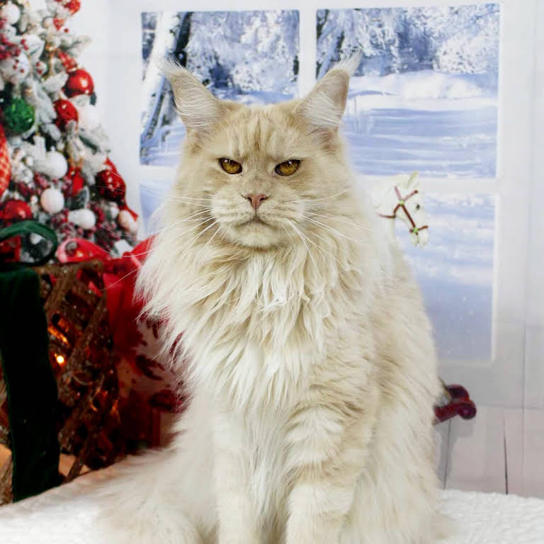Texas Main Attraction Maine Coon Cattery - Cattery