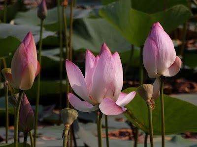 Photos of Paddma Lakes