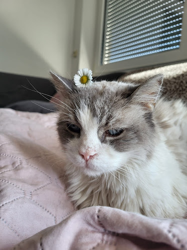 Sigrids mobile Katzenbetreuung