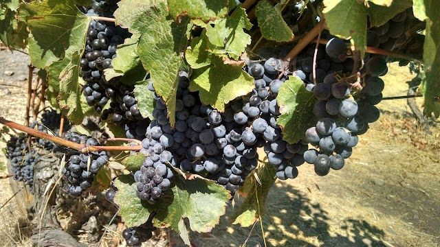 Cline Cellars