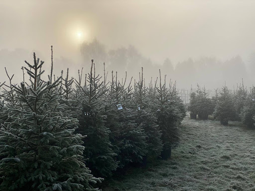Cotswold Fir - Thumbnail