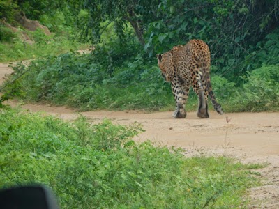 Photos of Yala Safaris Private tours