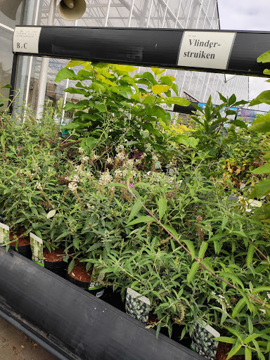 Verwer Plant - Thumbnail