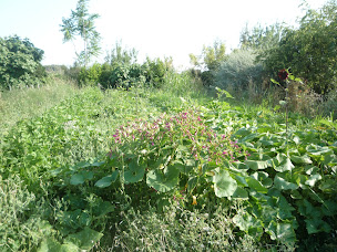 Photo n°18 de Le Jardin De La Libarda à Ouveillan (Ferme bio)