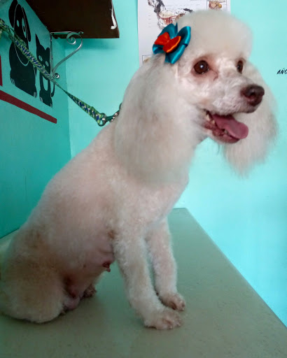 Centro Integral Veterinario