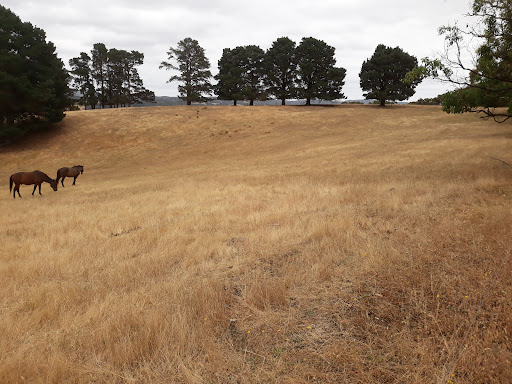 blueberry hill lions lookout - Thumbnail