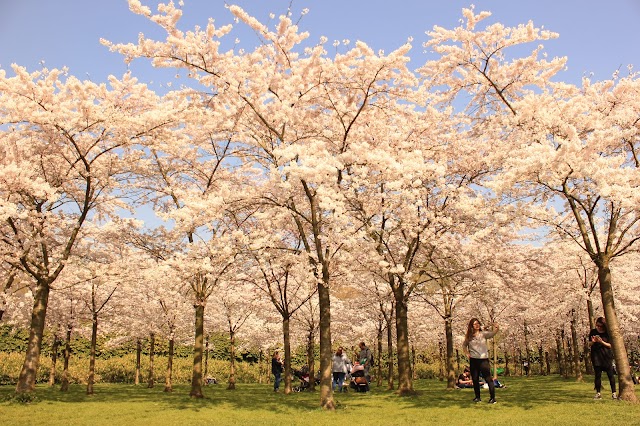 Amsterdamse Bos