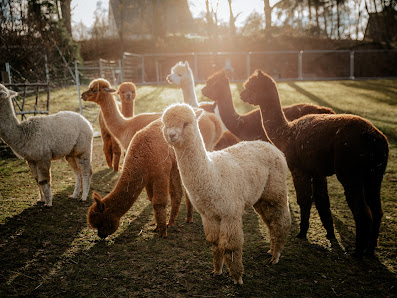 Alpakas & Lamas vom Roten Berg Ziegenberg 6, 07333 Unterwellenborn, Deutschland