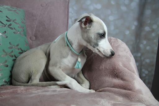 Élevage de Whippet, eleveur professionnel, chiot whippet/lévrier whippet, Loire-Atlantique, en Pays de la Loire, France - Thumbnail