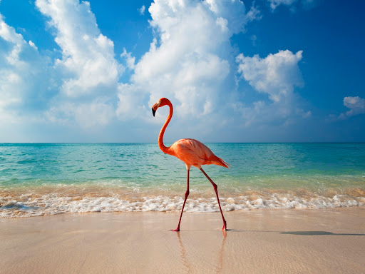 Breathless Destination Travel Agency