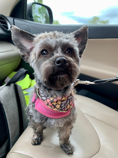 Love Your Pet Grooming Shop