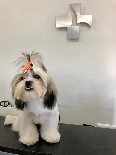 SANTACRUZ VETERINARIA CUMBRES