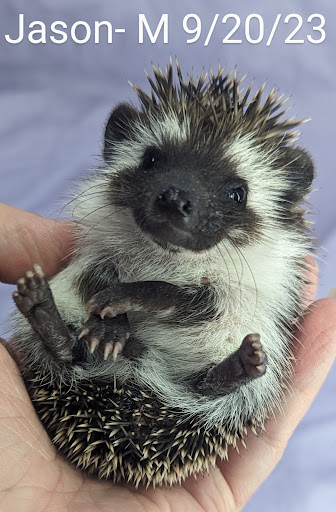 Quirky Quills Hedgehogs - Thumbnail