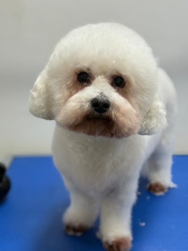 Pawlour Spa - Dog Groomers