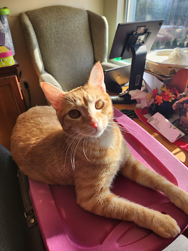 Humane Society Of Chittenden County Gallery - United States