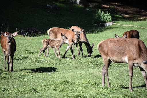 Wildpark Eichert - Visual