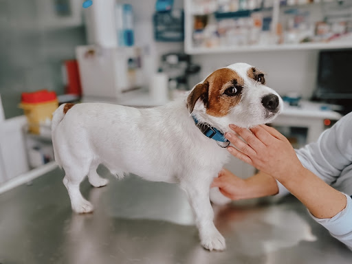 Clínica Veterinaria Kennel