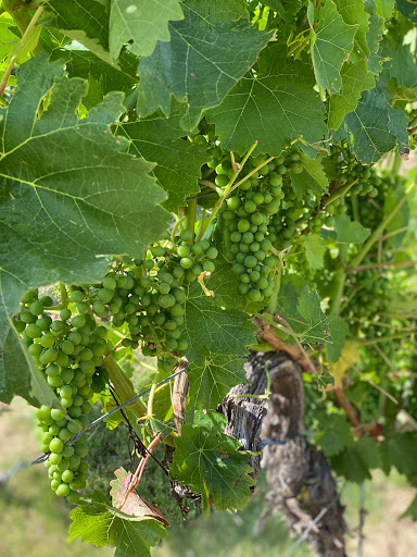 Brunnen im Weinberg - Thumbnail