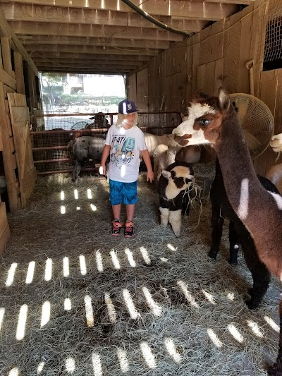 Blackberry Hill Alpacas