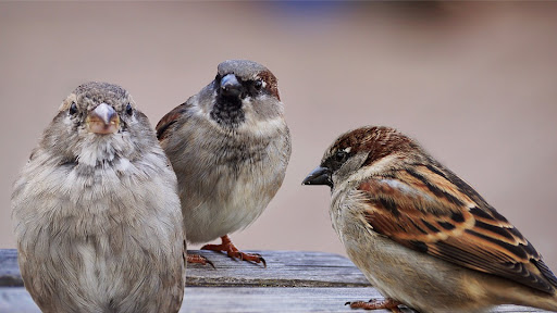 Control Peregrinus - Thumbnail