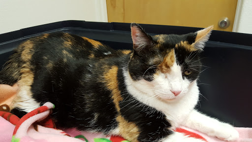Hawaii Veterinary Vision Care - Thumbnail