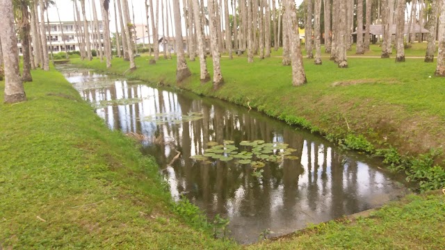 Palmtree Garden