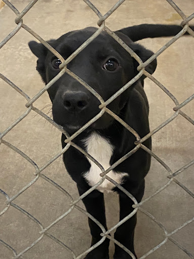 Newberry County Animal Control - Thumbnail