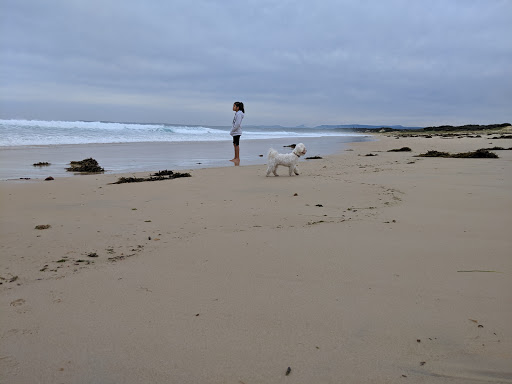 Cudmirrah on leash beach - Thumbnail