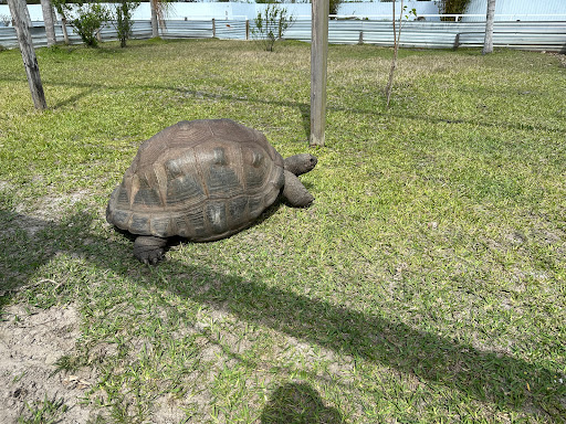 Iguanaland Inc. - Thumbnail