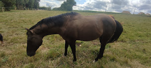 Photo n°10 de Valley Ranch à Le Luart (Éleveur de chevaux)