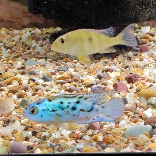 Two Fish Aquatics - Thumbnail