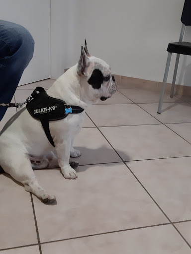 Ambulatorio Veterinario Ceppa Luciano - Thumbnail