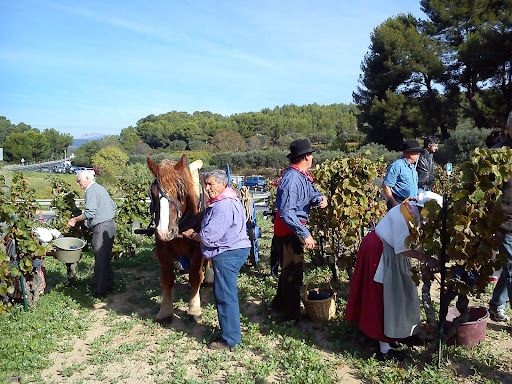 Bandol Wine Tours - Thumbnail