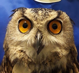 Photo n°4 de Clinique Vétérinaire de la Mounine à Bouc-Bel-Air (Vétérinaire)