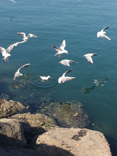 Photos of Al Mamzar Lake
