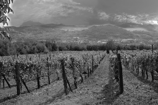 VentitréFilari - Visual
