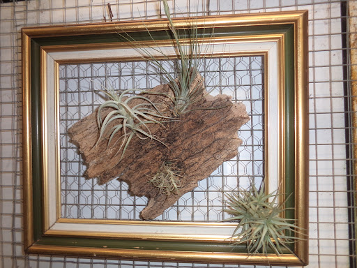 Breizh Tillandsias