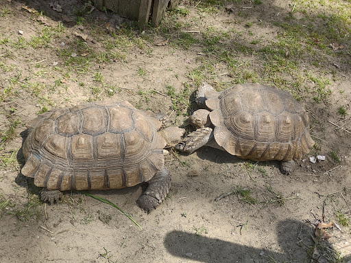 Indian Creek Zoo - Thumbnail