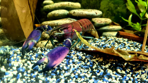 Aquarium Dietzenbach GmbH - Thumbnail