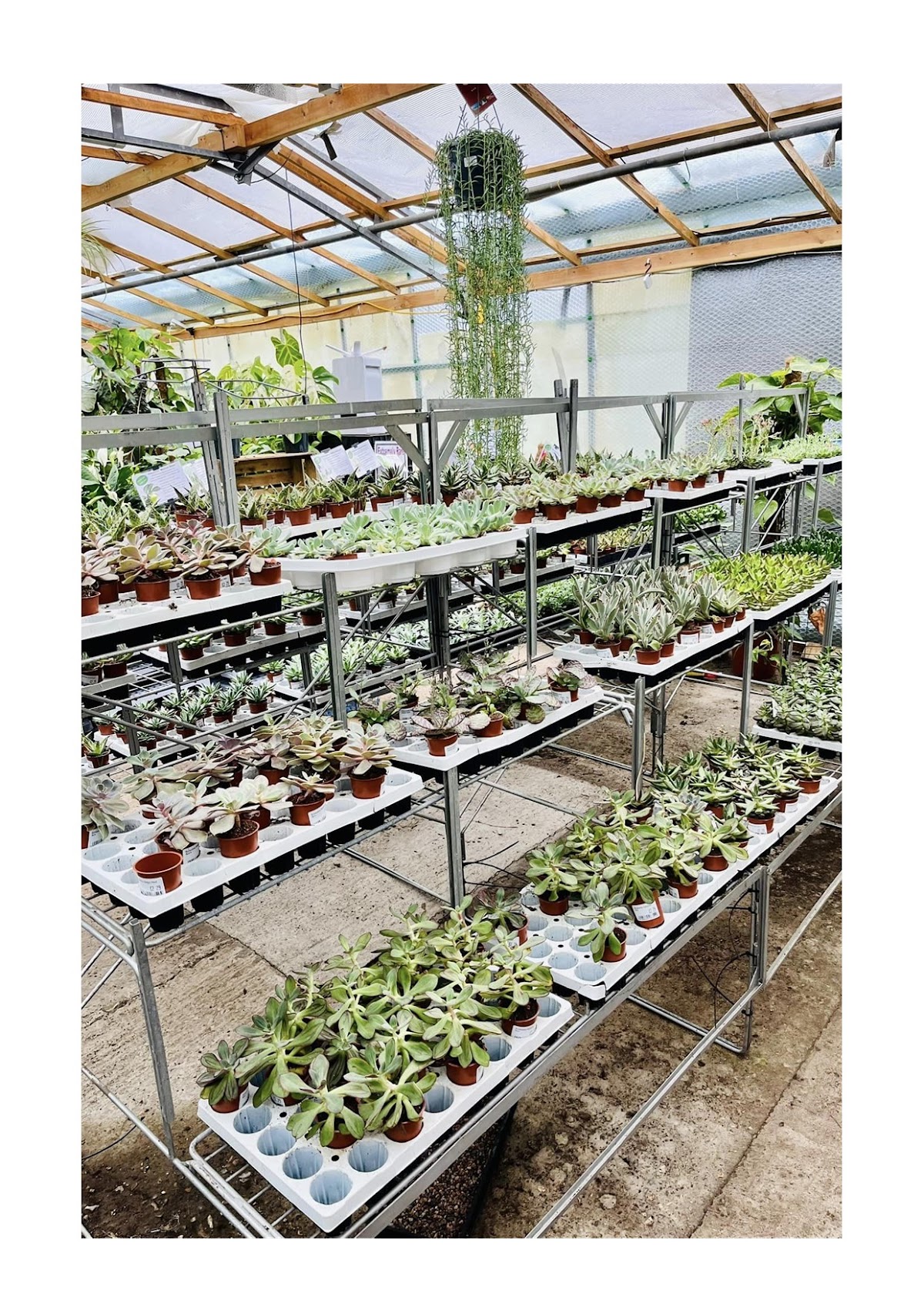 Youngs Nurseries