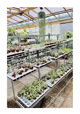 Youngs Nurseries