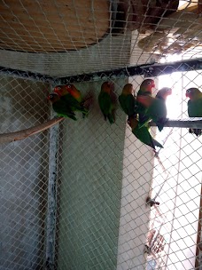 JY Birds and Pets karachi
