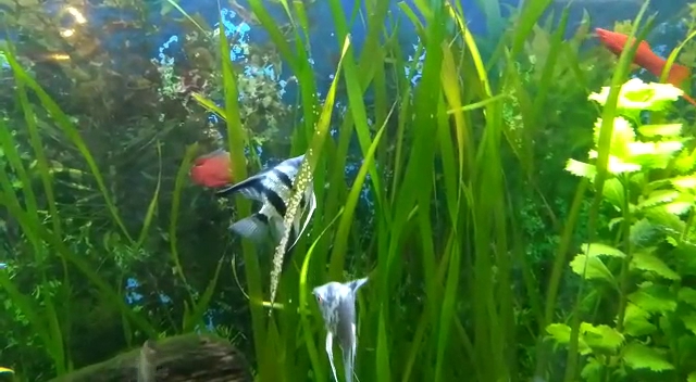Horário de funcionamento de AQUARIUM - Aquarios e Peixes ornamentais