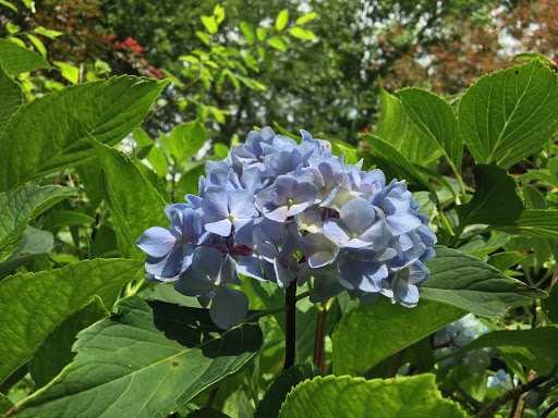 Horticulture Gardens and Arboretum at SCC