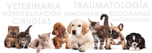 Clínica Veterinaria Inca