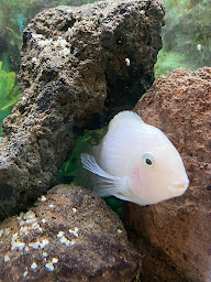 Photo n°37 de Aquariopassion - Vente de poissons et locations d'aquariums à Ennery (Magasin d'aquariophilie)