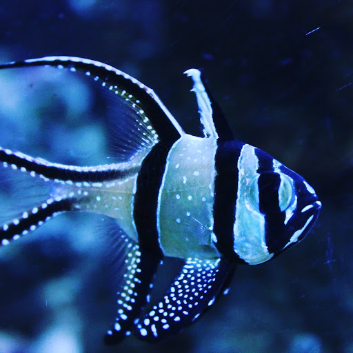 Neptune's Aquaria - Thumbnail