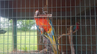 Tiger Safari Zoo