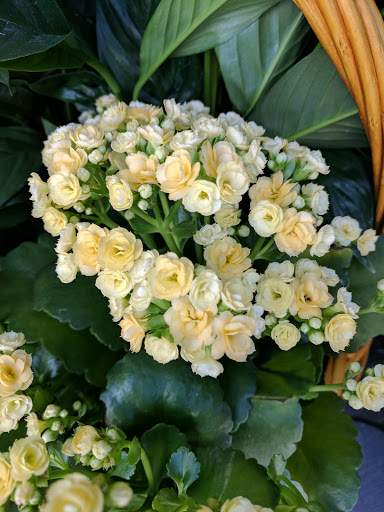 The Vineyard Florist, Inc. - Thumbnail